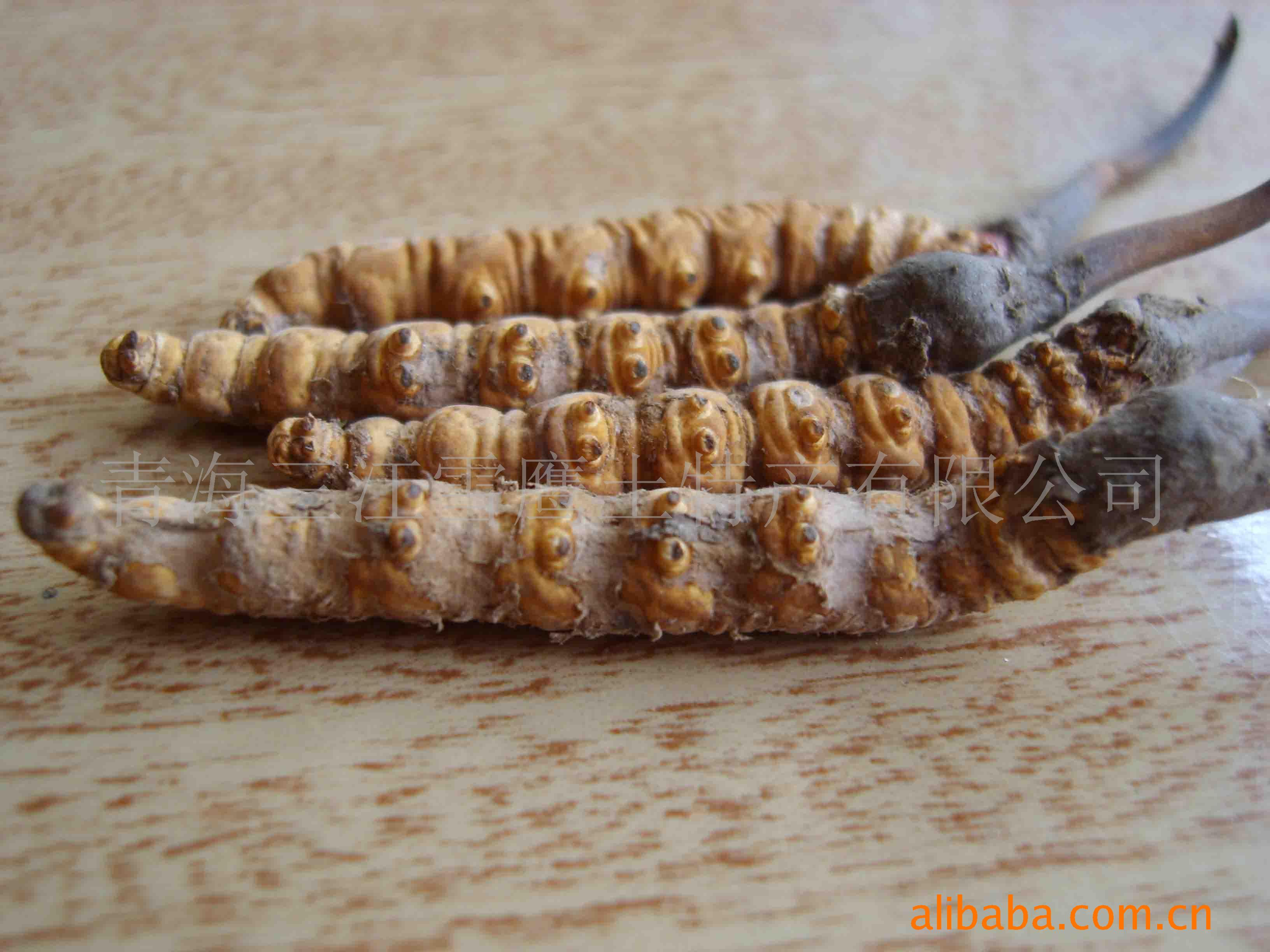  p data-id="gnx6gwjg3w">虫草蝙蝠蛾( i>hepialus armoricanus) /i>