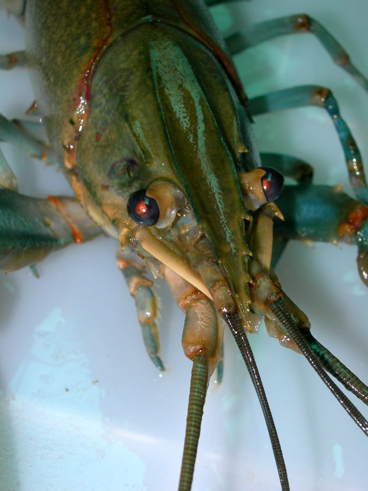 又名" a target="_blank" href="/item/澳洲">澳洲 /a>淡水龙虾",原