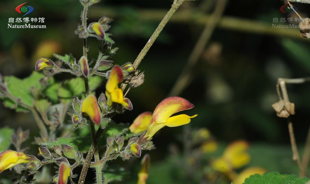 为唇形科植物冠唇花 i>microtoenainsuavis /i>(hance)prainexdunn的