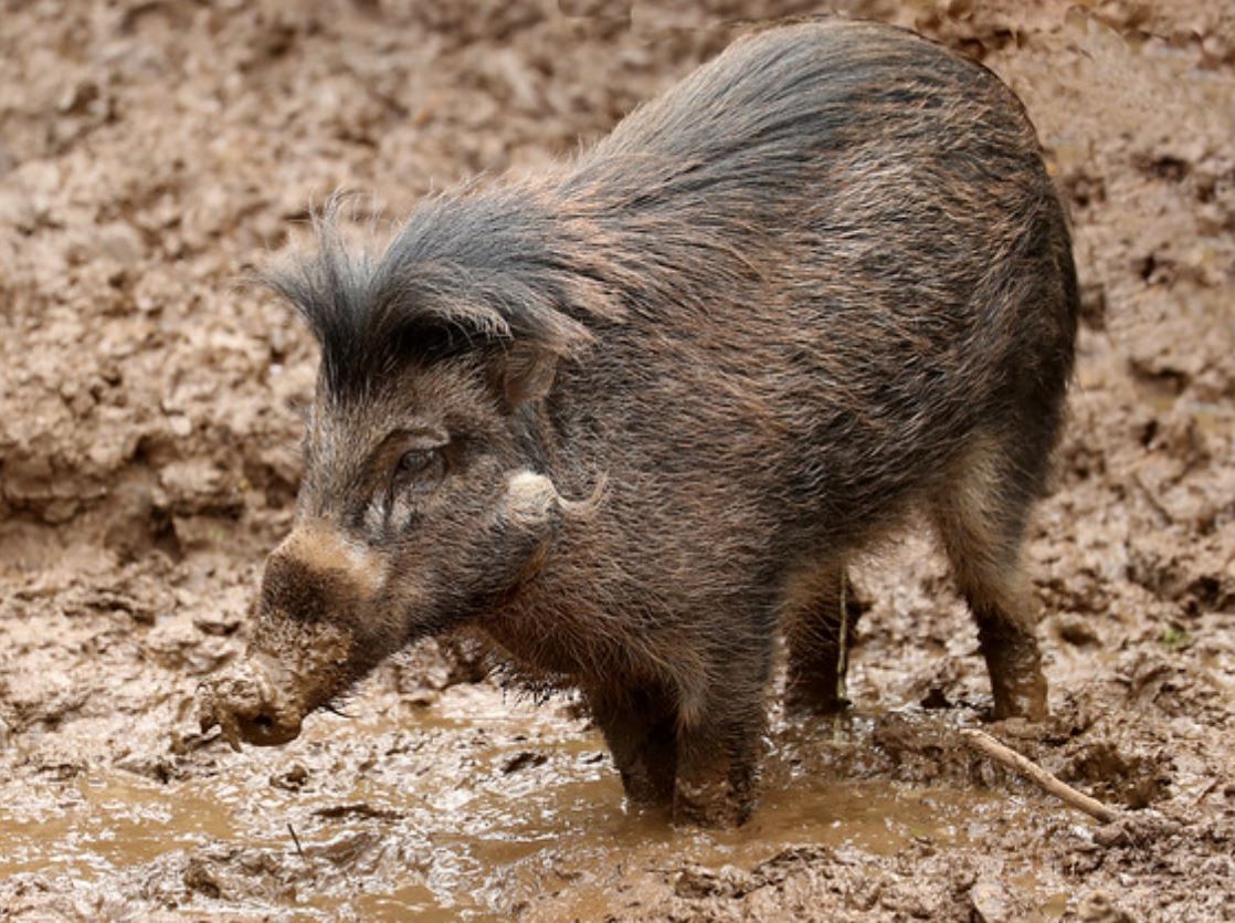  p>米沙鄢野猪(学名: i>sus cebifrons /i>):头体长约100厘米;雌性