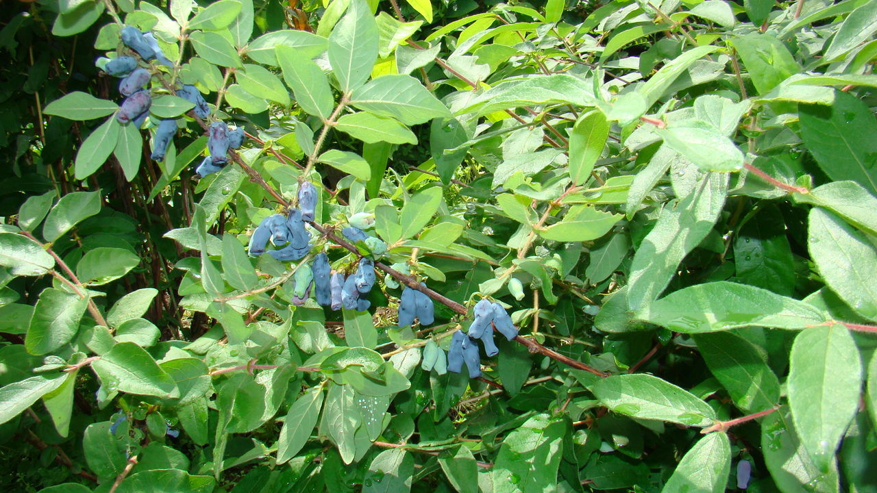 是忍冬科,忍冬属 a href="#">蓝果忍冬 /a>的变种.