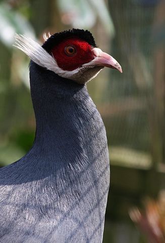  p>蓝马鸡(学名: i>crossoptilon auritum /i>)是珍稀名贵的禽类,羽毛