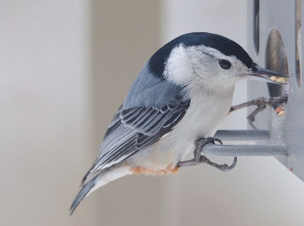  p>白胸鳾(学名:sitta carolinensis)是小型 a href="#" data-lemmaid