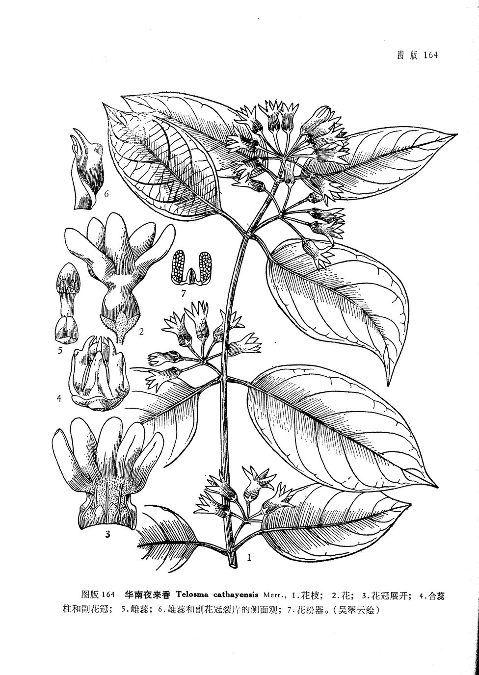  p>华南夜来香(学名:telosma cathayensis merr.