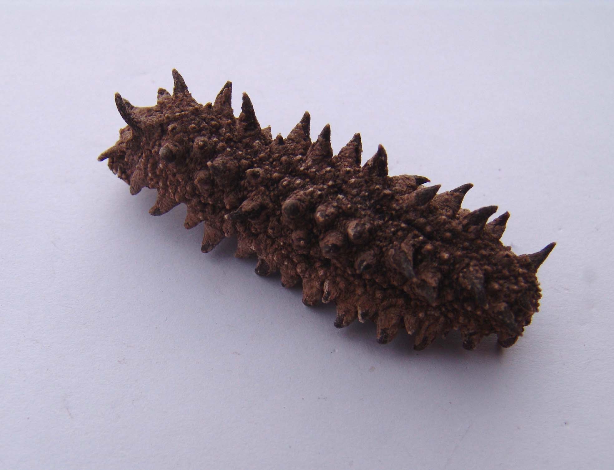  a target="_blank" href="/item/海参纲/2439540" data-lemmaid="