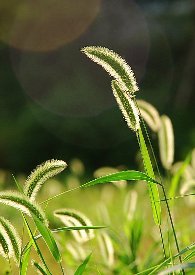 那一束狗尾巴草，那一束狗尾巴草全集在线