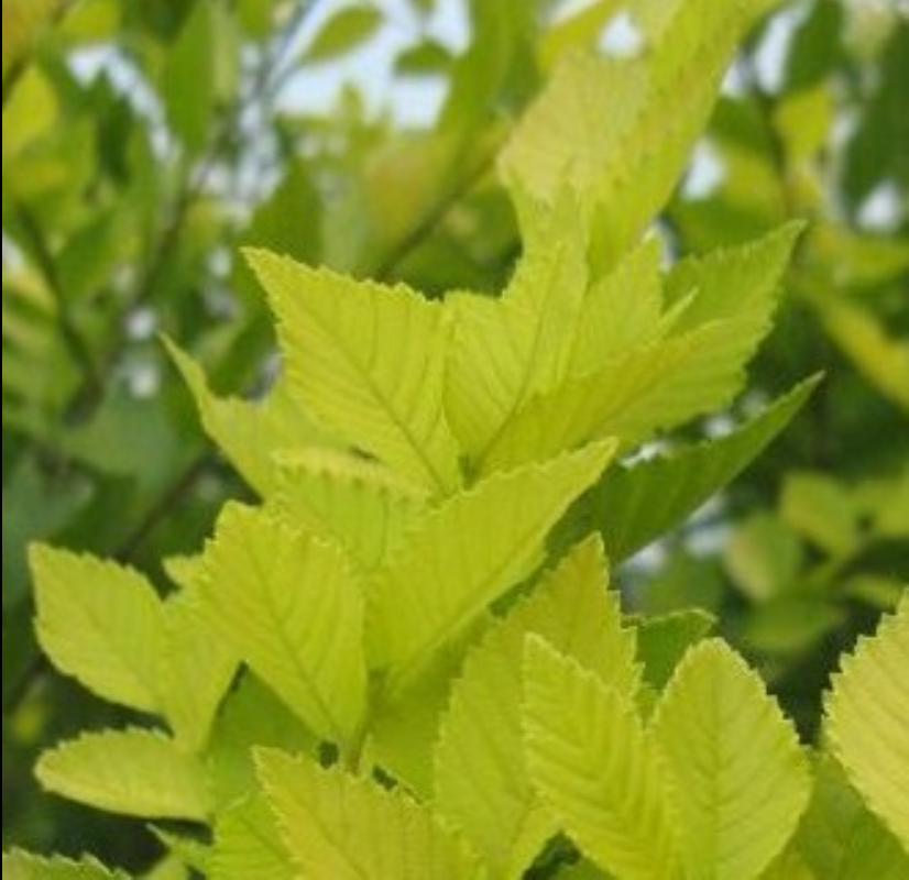  p>琅玡榆( a target="_blank" href="/item/学名/8074290" data