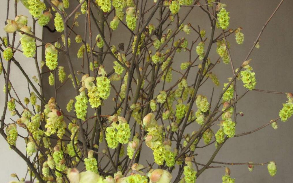  p>蜡瓣花属corylopsis sieb. et zucc.