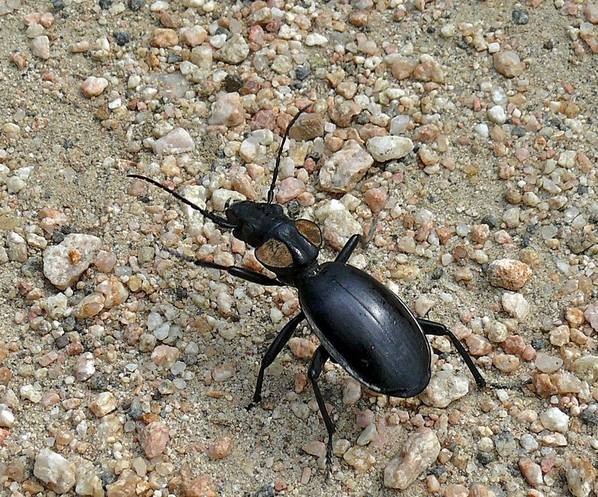  p>双斑气步甲(学名: i>anthia thoracica /i>):是 a href="#" data