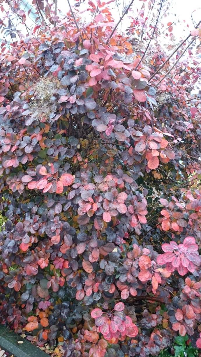 cotinus