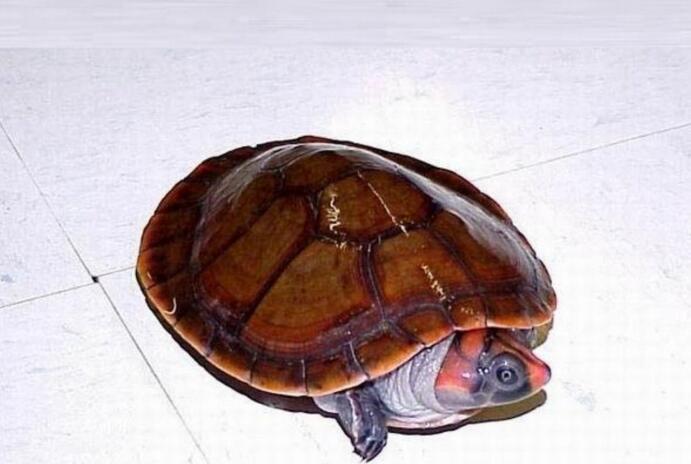 侧颈龟亚目