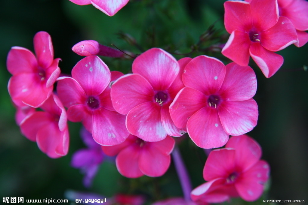  p>刺苞菊属约有28种,主要分布于 a href="#" data-lemmaid="11515">