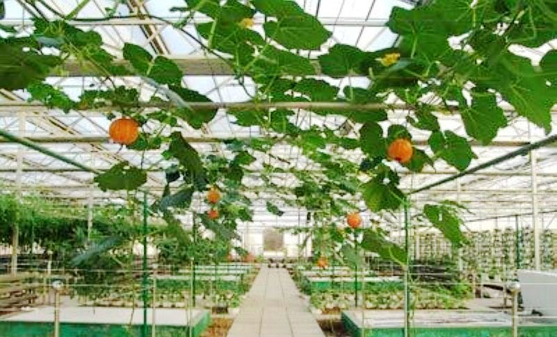 锦绣大地农业观光园