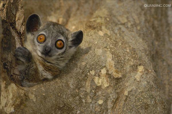  p>白足鼬狐猴也叫 a href="#">白脚猴 /a>,素有" a href="#">拳击猴 