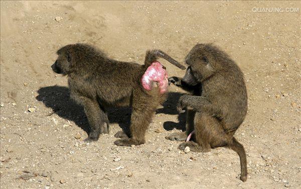  p data-id="timqe5uqzzyd">狒狒是灵长目猴科狒狒属哺乳动物的统称.