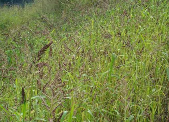  p>毒麦(学名: i>lolium temulentum /i> l.