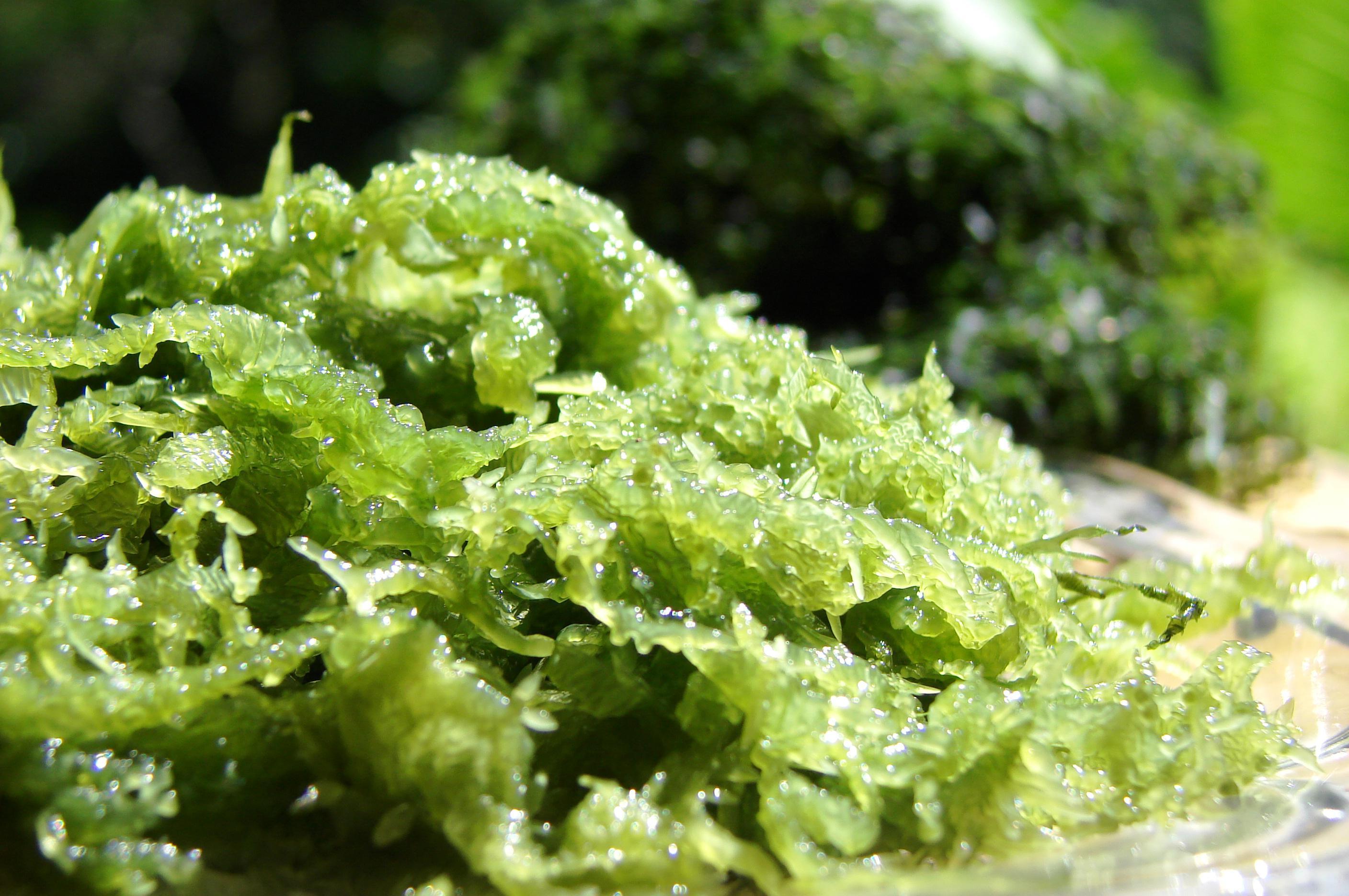 为红藻门,红藻纲,杉藻目,江蓠科,江蓠属其中的一种海水藻类植物.