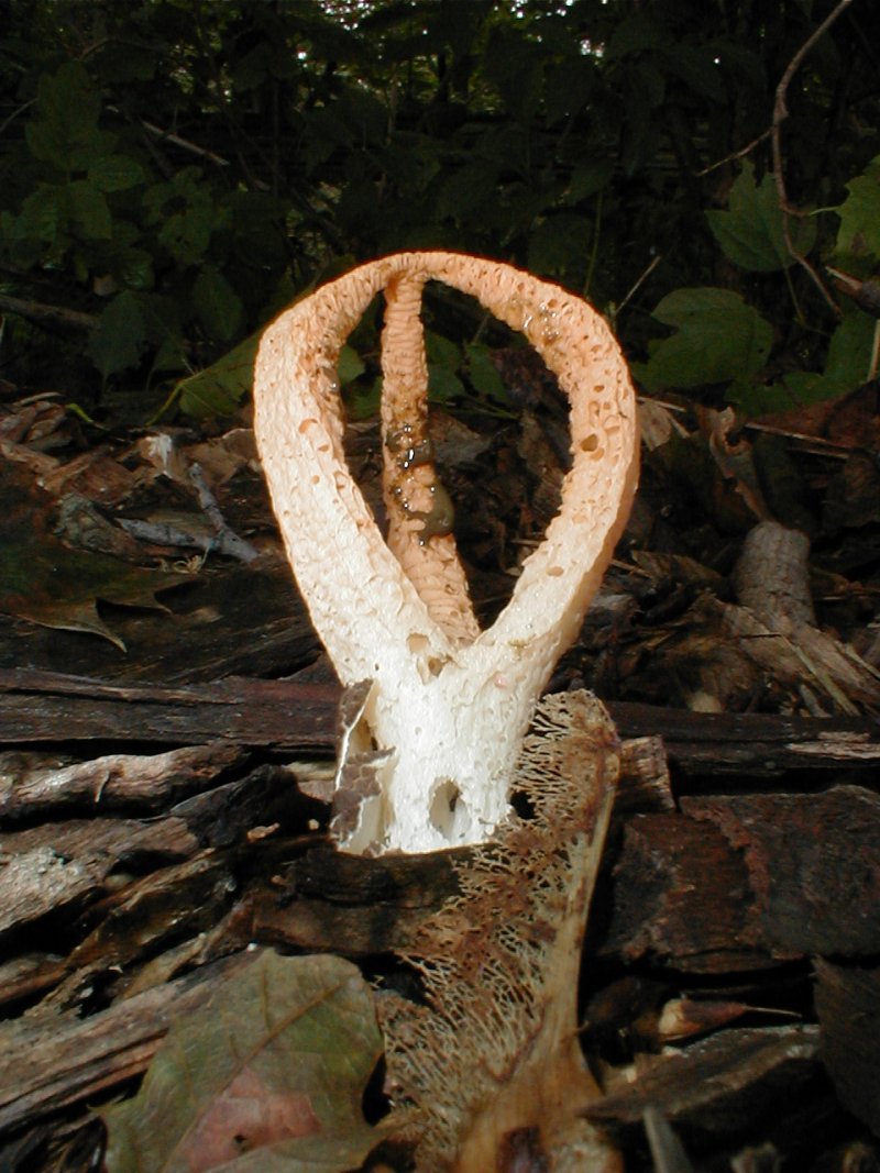  p>又名佛手爪鬼笔.