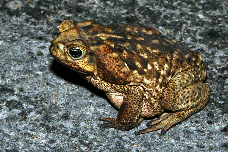  p>巨型海蟾蜍(学名: i>rhinella marina /i>):体长一般约150-175毫米