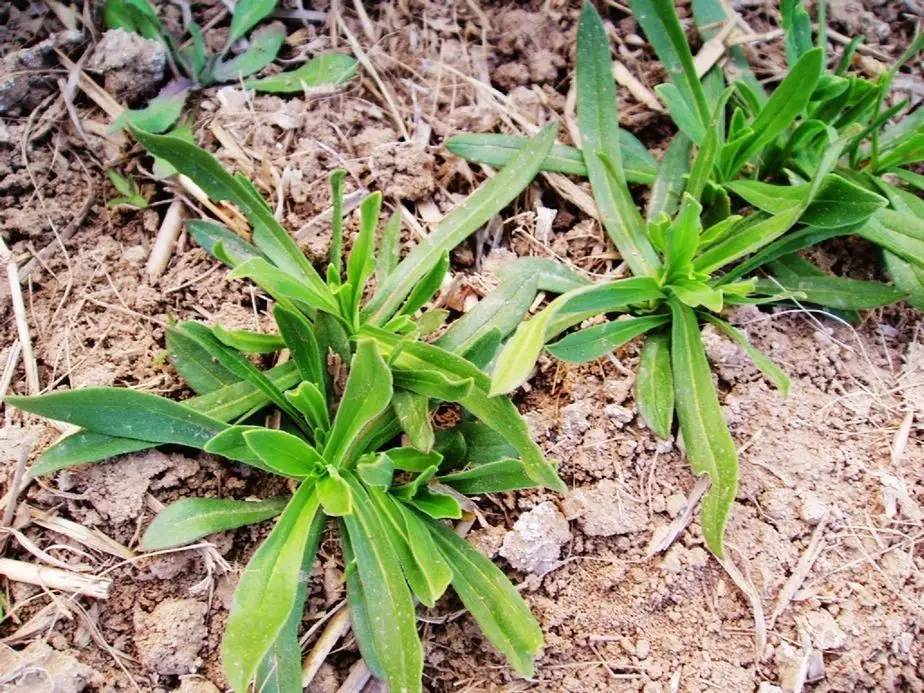 古人吃什么？《诗经》植物志：与弃妇有关的樗蓫葍_百科TA说