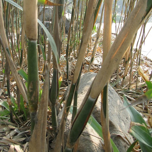  p>矢竹(学名: i>pseudosasa japonica /i> (sieb. et zucc.