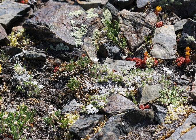  p>垫状卷柏(学名: i>selaginella pulvinata /i>  (hook.
