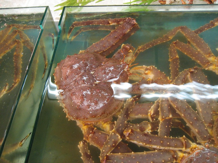 亚拉斯加长脚蟹