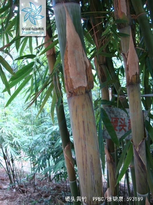 是禾本科簕竹属植物,竿高5-12米,直径2-6厘米