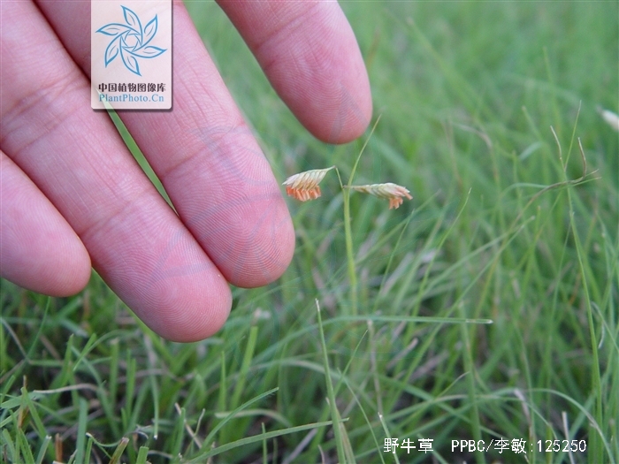 buchloe dactyloides (nutt.) engelm