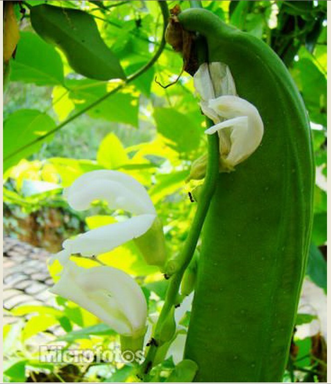  p>刀鞘豆,即刀豆,canavalia gladiata (jacq) dc.