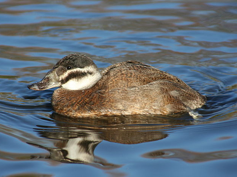  p>白头硬尾鸭(学名: i>oxyura leucocephala /i>)属于鸭科,是非常