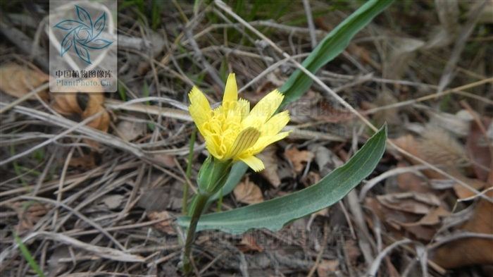 p>老虎嘴,桃叶鸦葱:多年生草本.