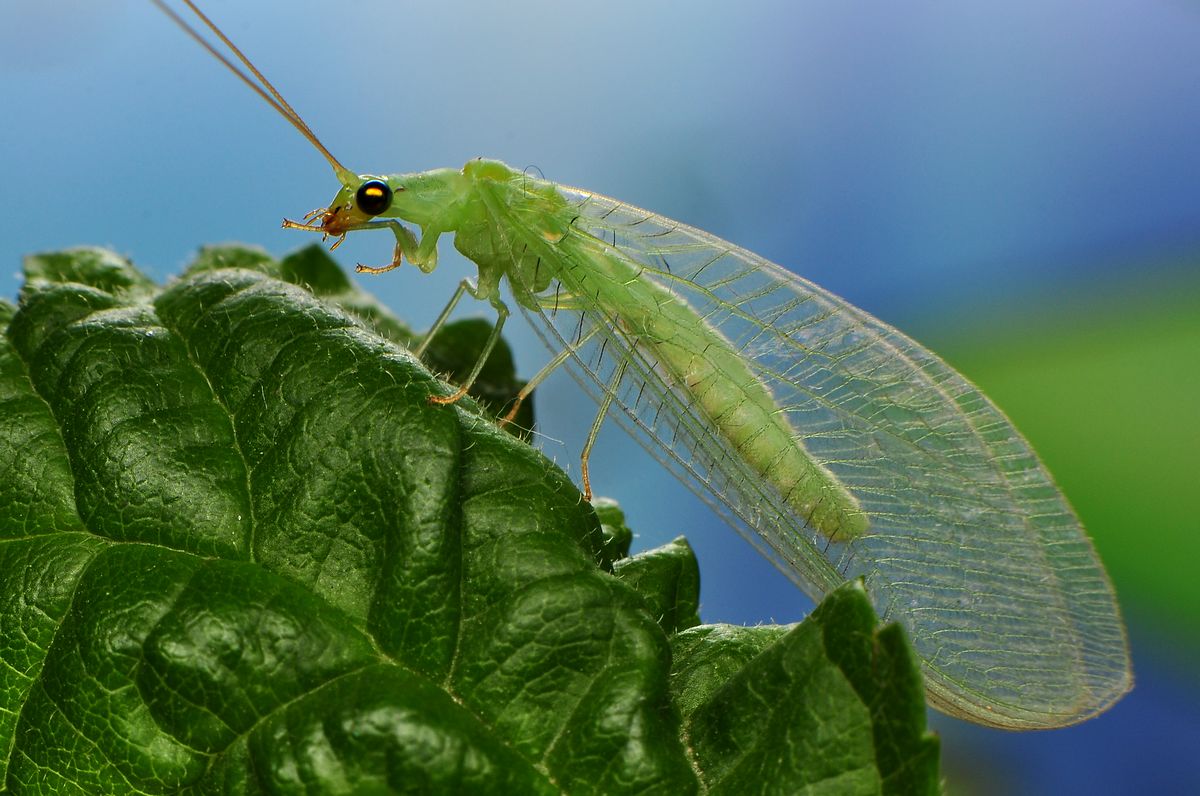  p>脉翅目(neuroptera) 主要包括草蛉,粉蛉,蚁蛉,褐蛉,螳蛉等昆虫.