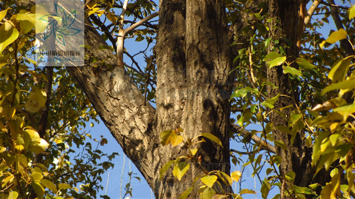  p>欧洲大叶杨为 a href="#" data-lemmaid="3