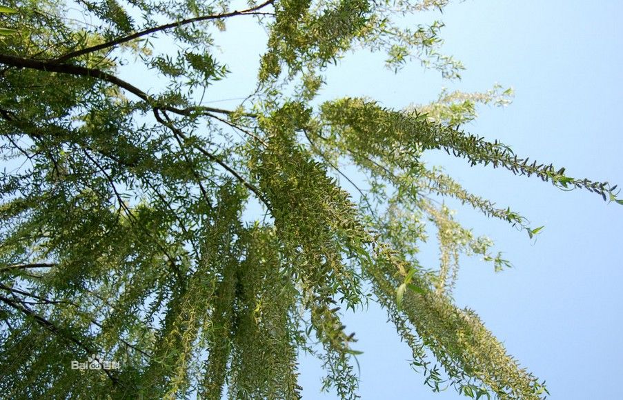 salix pierotii miq.
