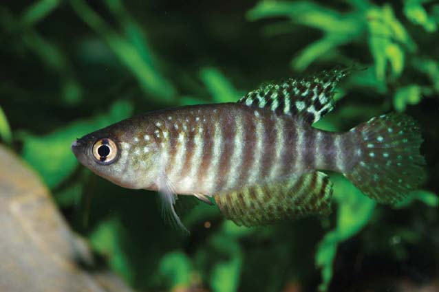  p>鳉鱼是 a target="_blank" href="/item/银