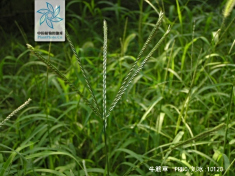 牛筋草全株