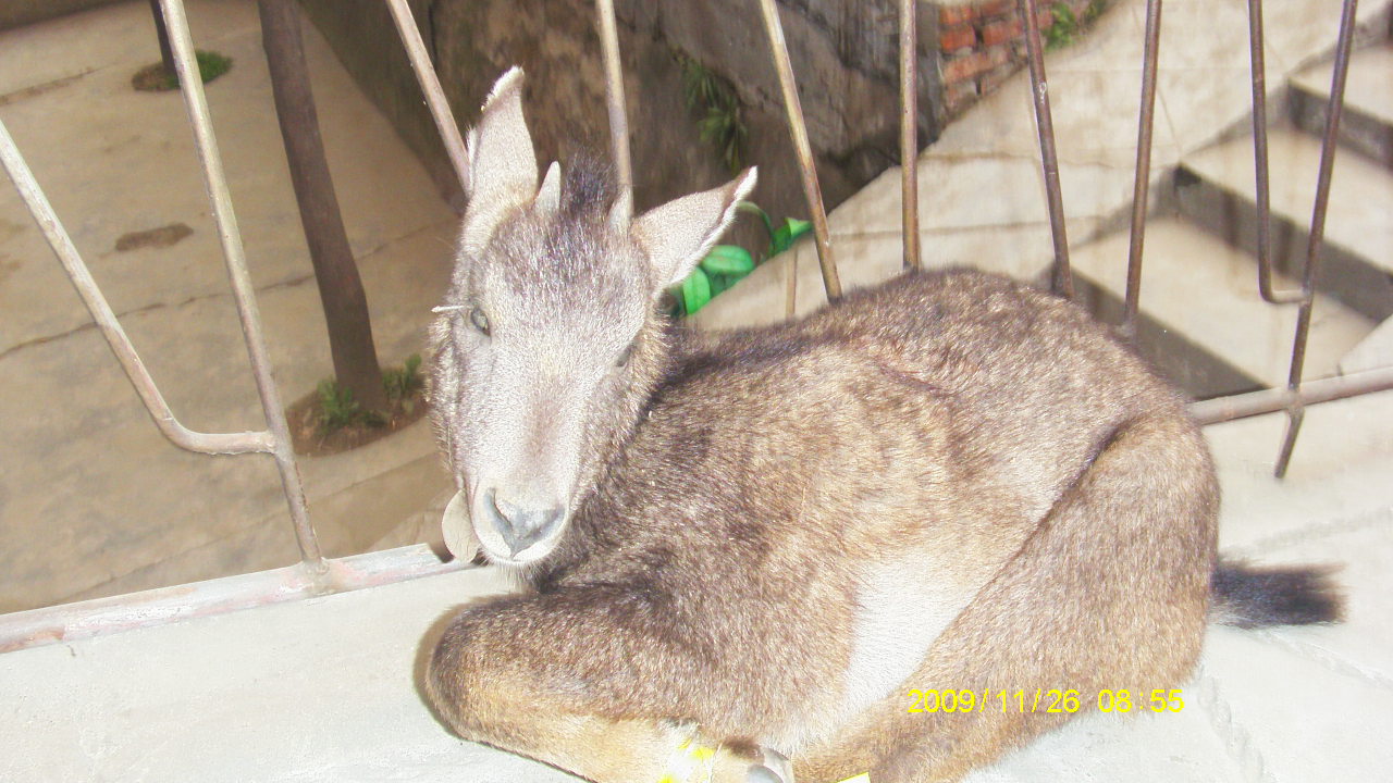 fxj8pf">麻羊是偶蹄目洞角科山羊属哺乳动物,又叫成都麻羊,四川铜羊