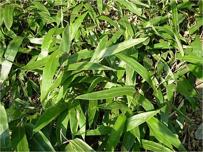  p>赤竹(学名: i>sasa longiligulata  /i>mcclure)是灌木状或低矮 a