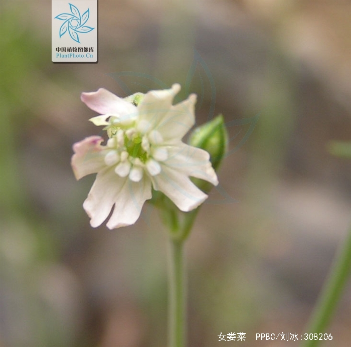 女娄菜(女娄菜是一种雌雄异株的植物,其性别)