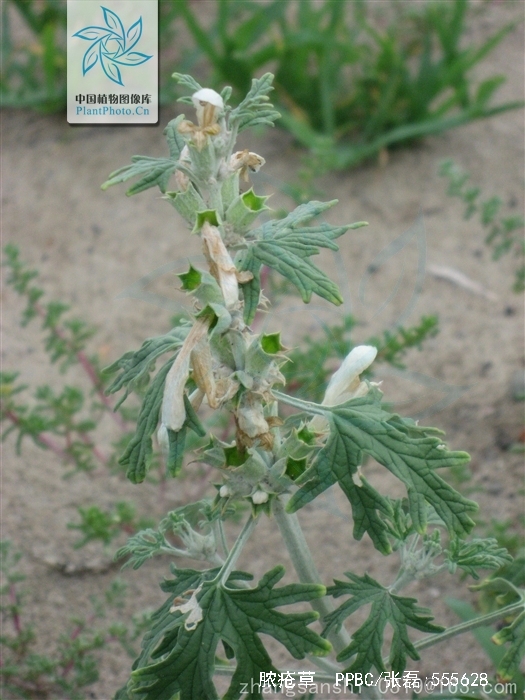 panzeria alaschanica kuprian.