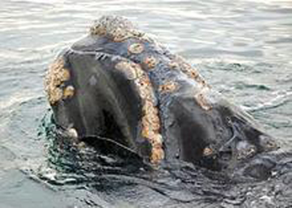  p>鲸虱(学名cyamidae)是 a href="#">节肢动物 /a>门软甲纲的海洋 a