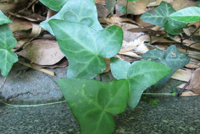  p>尼泊尔常春藤(学名: i>hedera nepalensis /i> k.