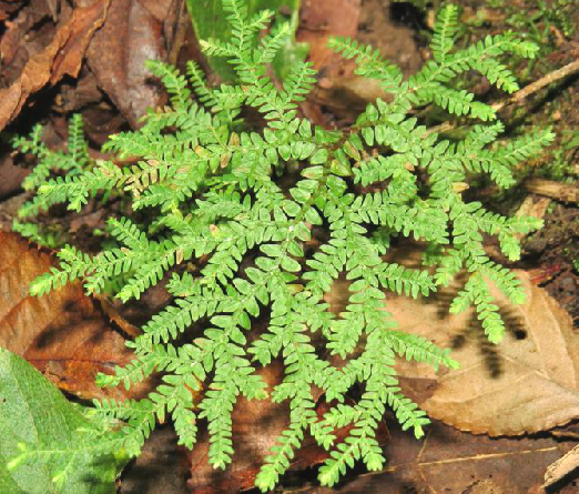  p>异穗卷柏,中药名.