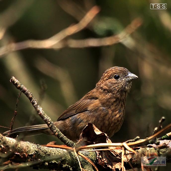  p>雀形目(学名:passeriformes)是鸟类中最为庞杂的一目,为中,小型 a