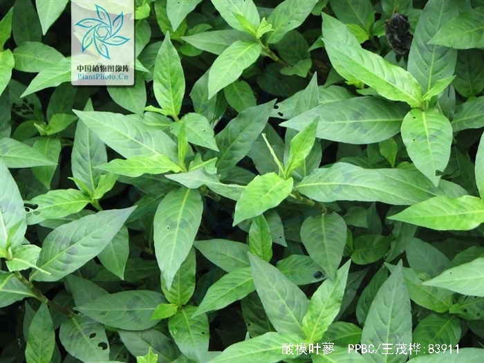  p>酸模叶蓼(学名: i>polygonum lapathifolium /i> l.