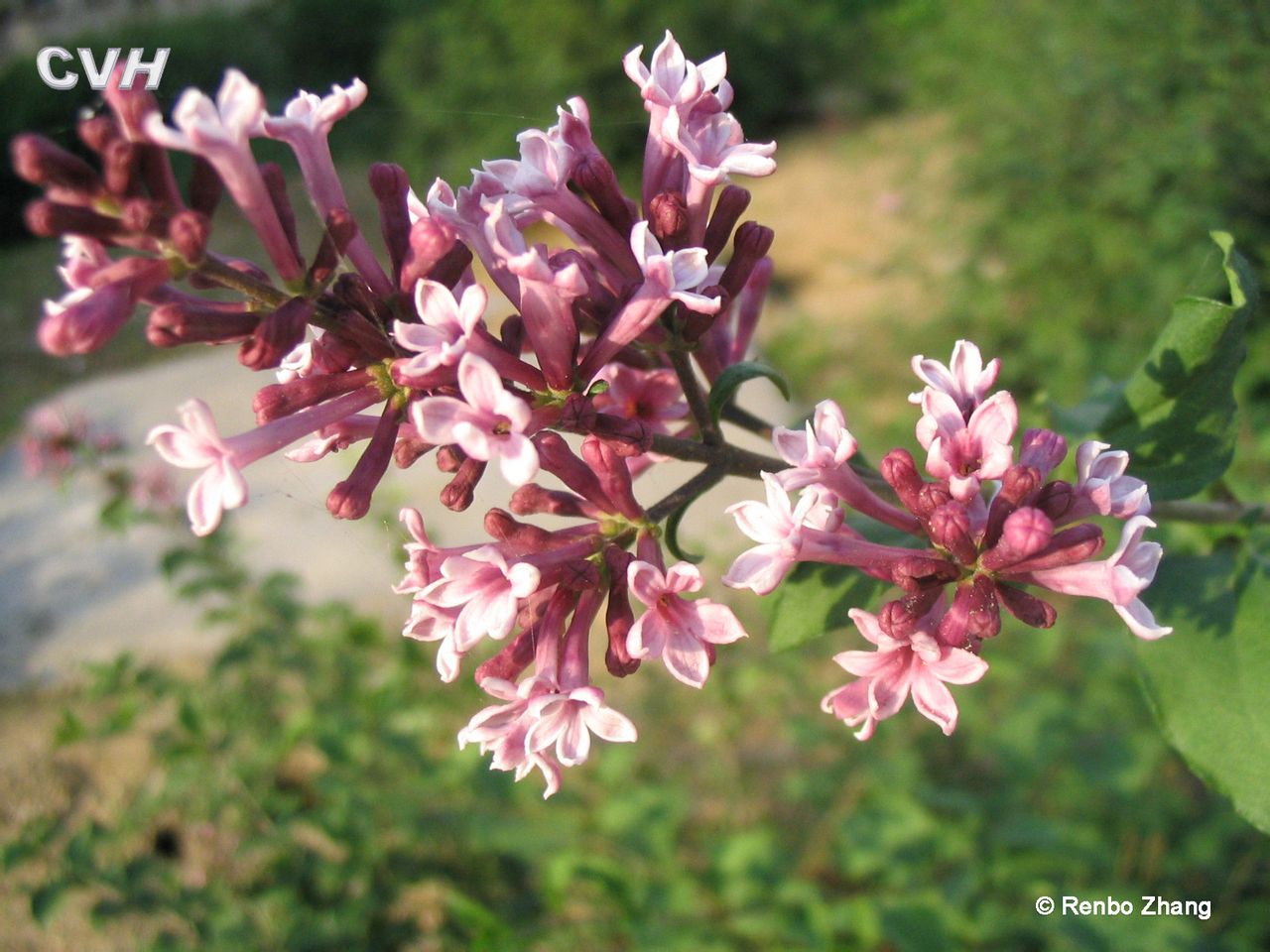  p>关东巧玲花( i>syringa pubescens turcz. subsp.