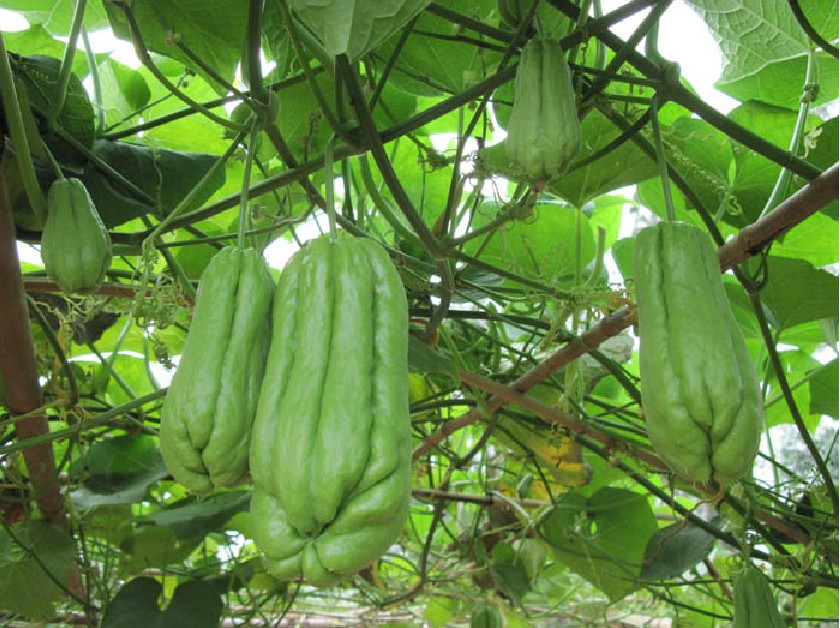 佛手瓜