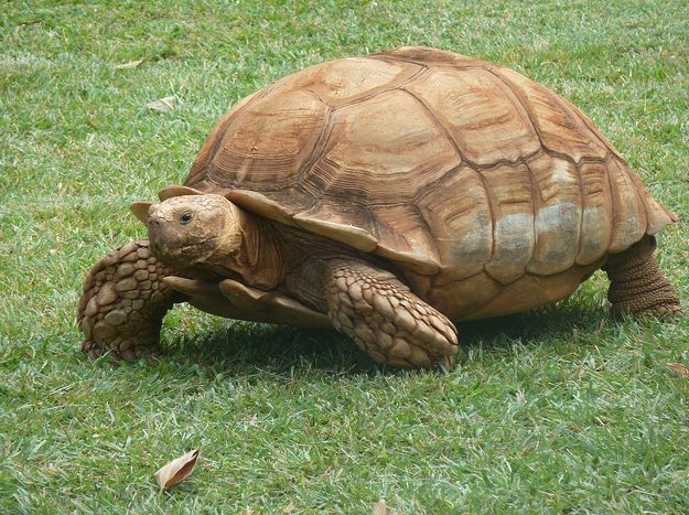 african spurred tortoise