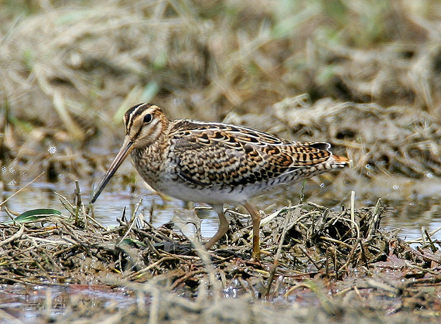  p>大沙锥(拉丁名: i>gallinago megala /i>)为鹬科沙锥属的鸟类,小型